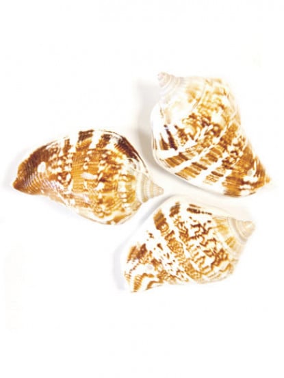 6 decoratieve schelpen 4;5 x 2;8 cm 1
